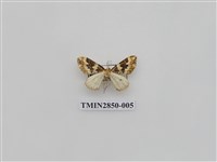 藏品(尺蛾568)的圖片